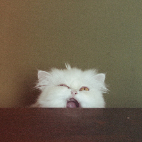 rawr